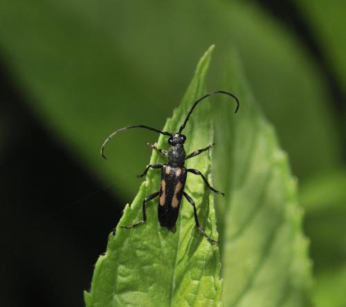 Réf. 284 959 : Anoplodera sexguttata